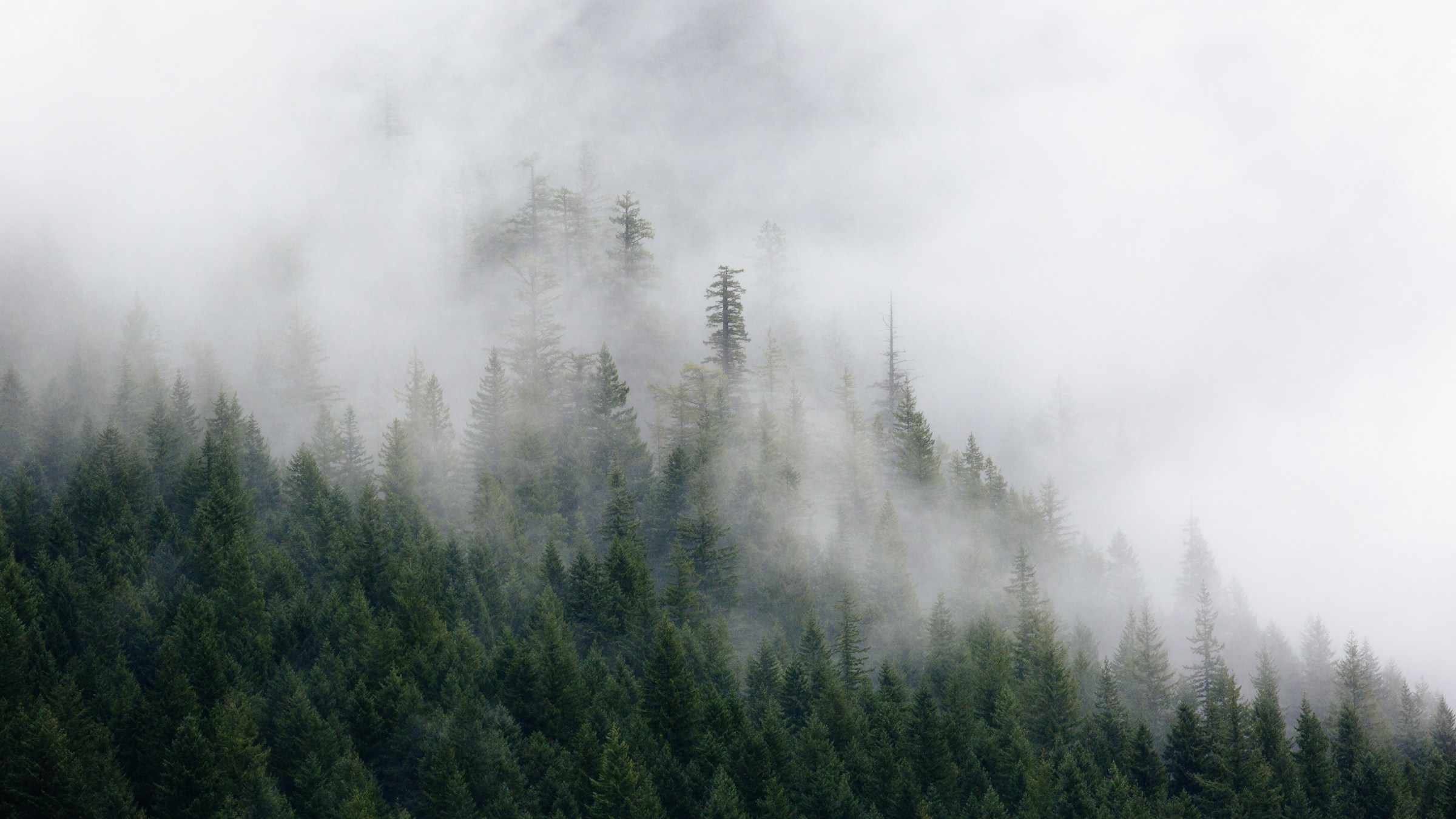 Pacific Northwest landscape or a home exterior among evergreens